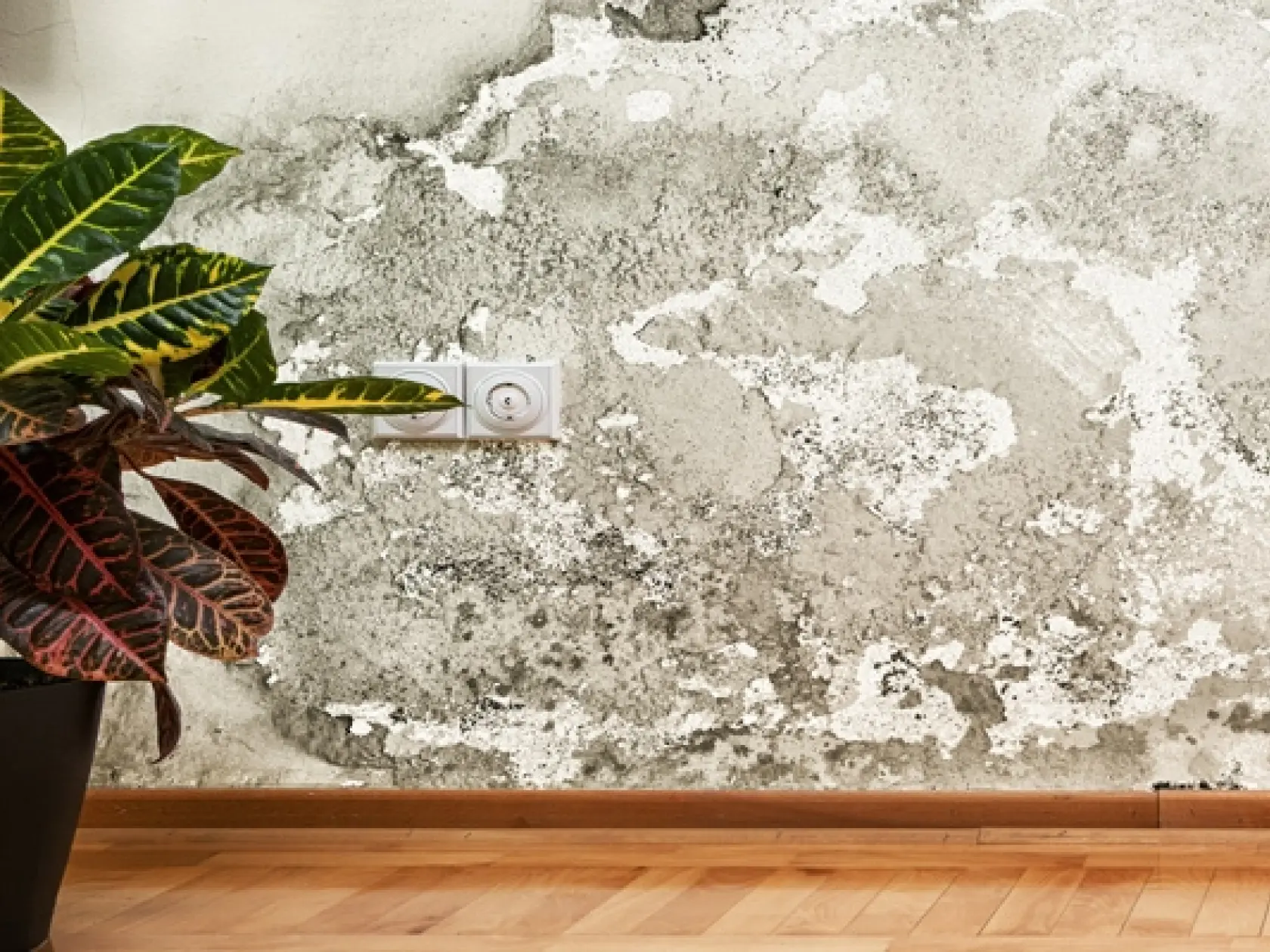 wabeno / stock.adobe.com