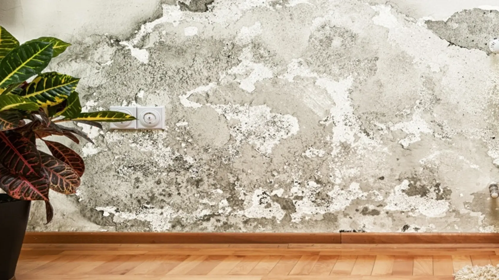 wabeno / stock.adobe.com