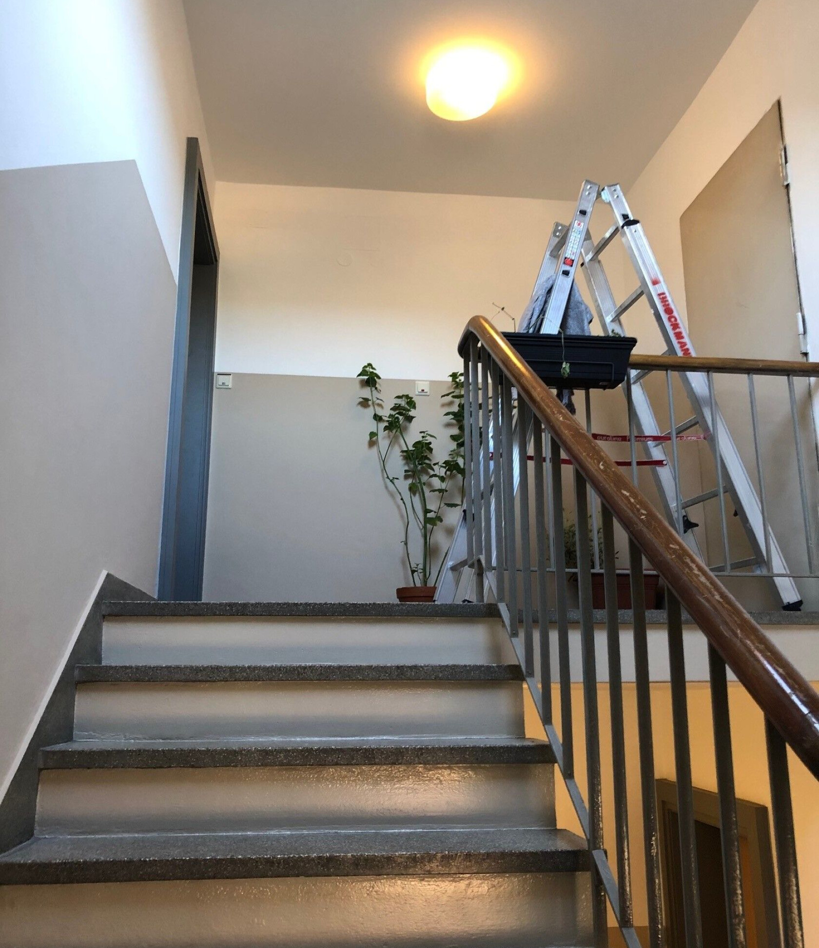 Treppenaufgang mit fünf grauen Stufen, der zu einem oberen Absatz führt; eine aufgestellte Aluminiumleiter lehnt am Geländer, eine hohe Topfpflanze mit Ranken steht an der Wand unter einer Deckenlampe.