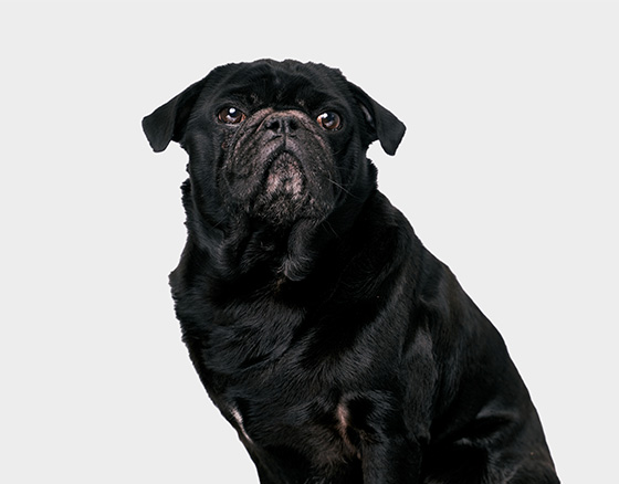 Foto von Hund Bruno