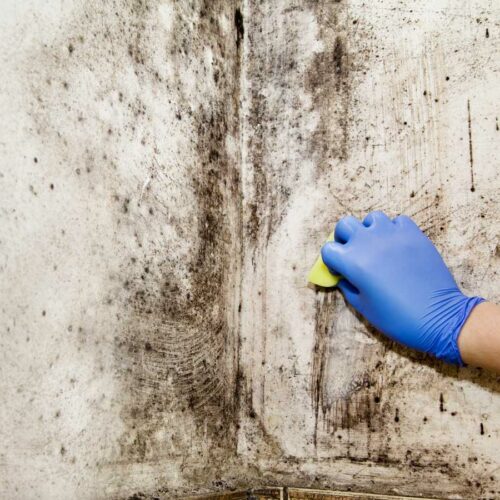 Hand wischt Schimmel von Wand weg